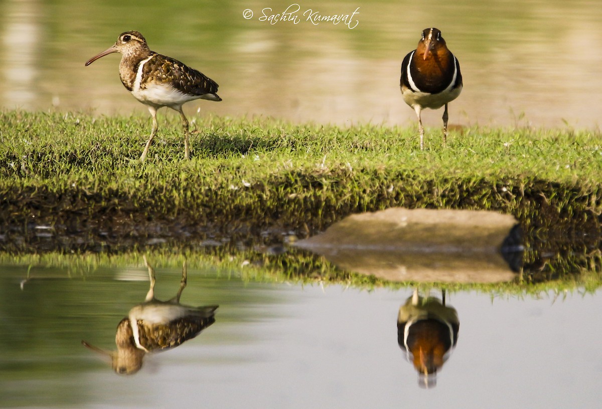 Greater Painted-Snipe - ML100283441