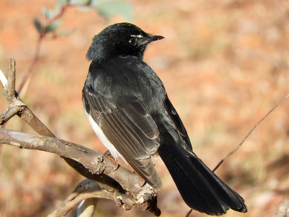 Willie-wagtail - ML100284061