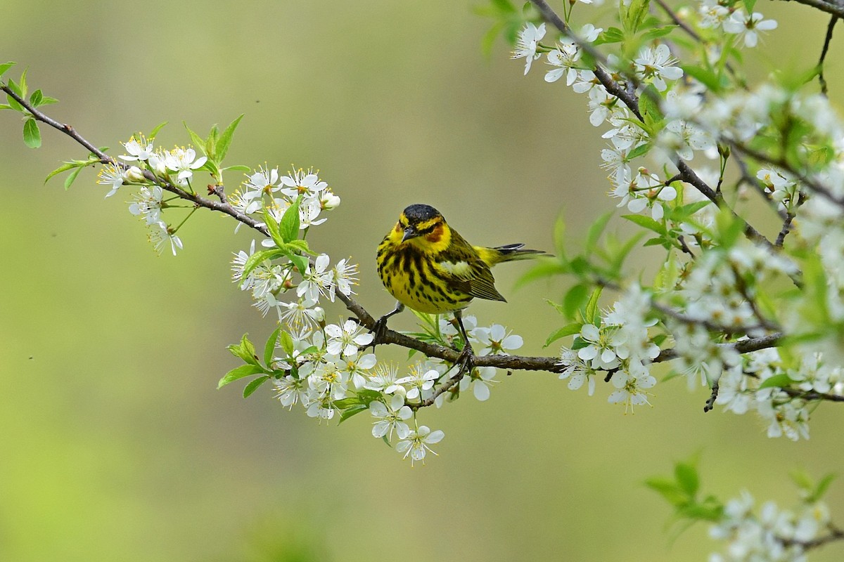 Cape May Warbler - ML100286621