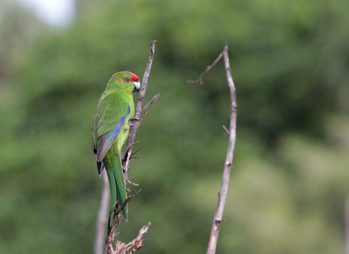 Red-crowned Parakeet - Corey Callaghan