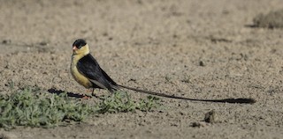  - Shaft-tailed Whydah