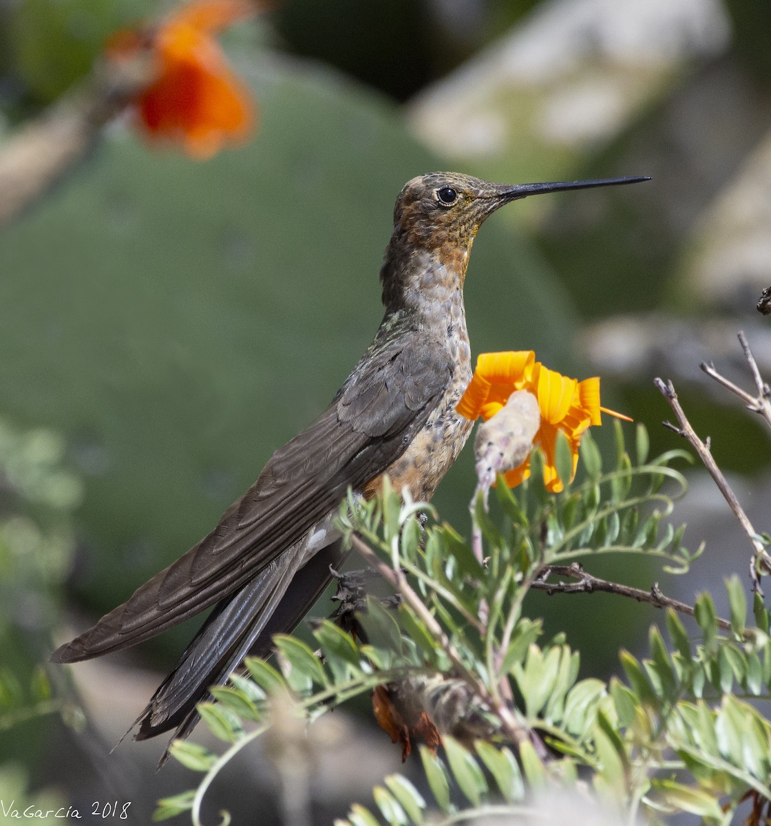Giant Hummingbird - VERONICA ARAYA GARCIA