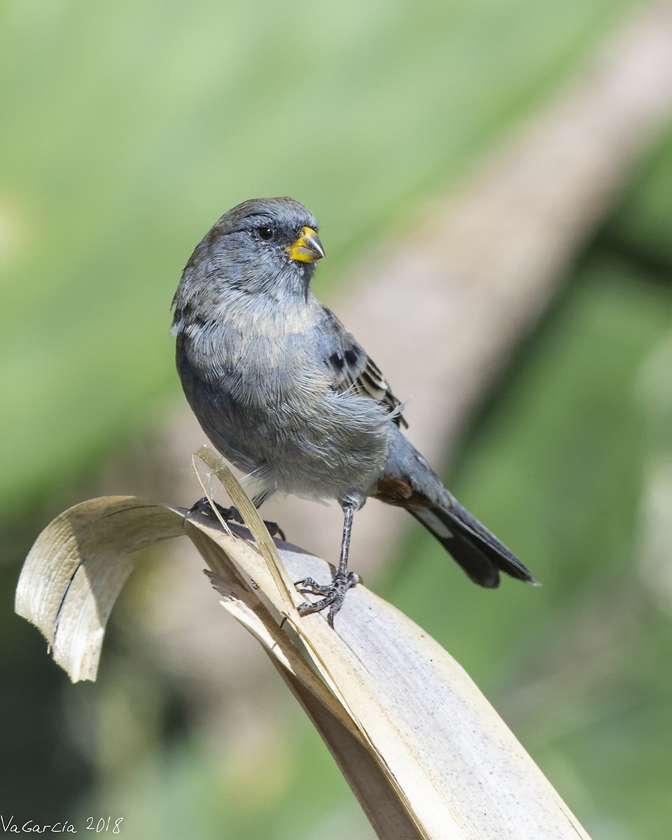 Band-tailed Seedeater - ML100292081