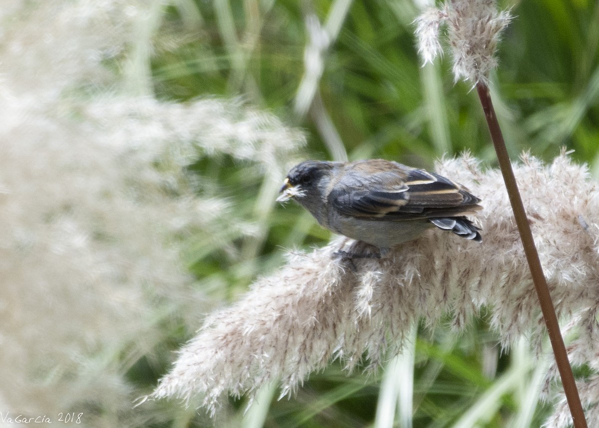 Band-tailed Seedeater - ML100292101