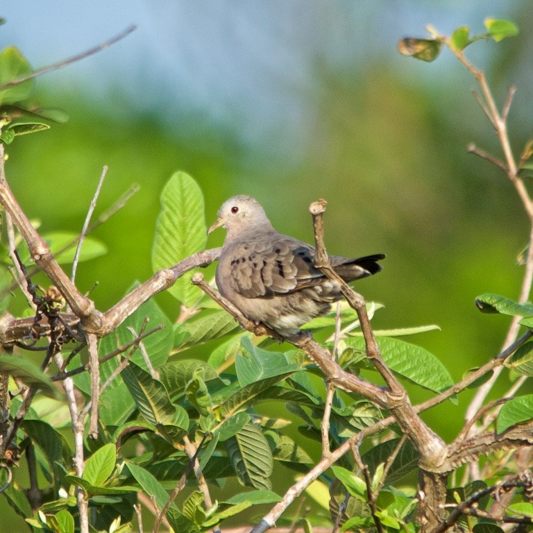 Plain-breasted Ground Dove - ML100293631