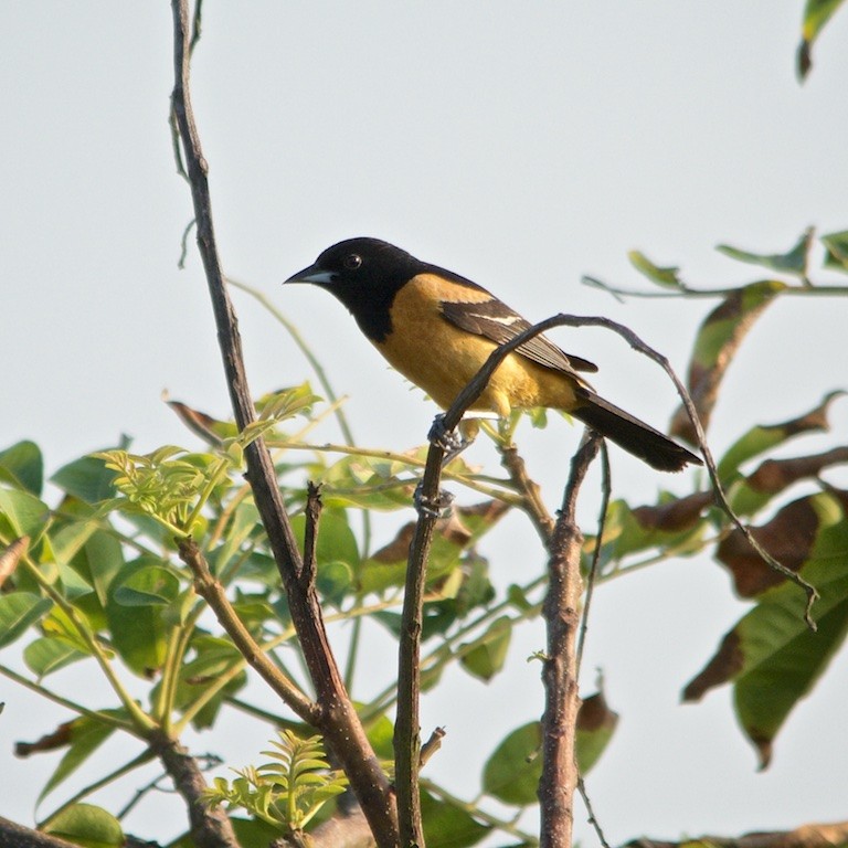 Orchard Oriole (Fuertes's) - ML100293671