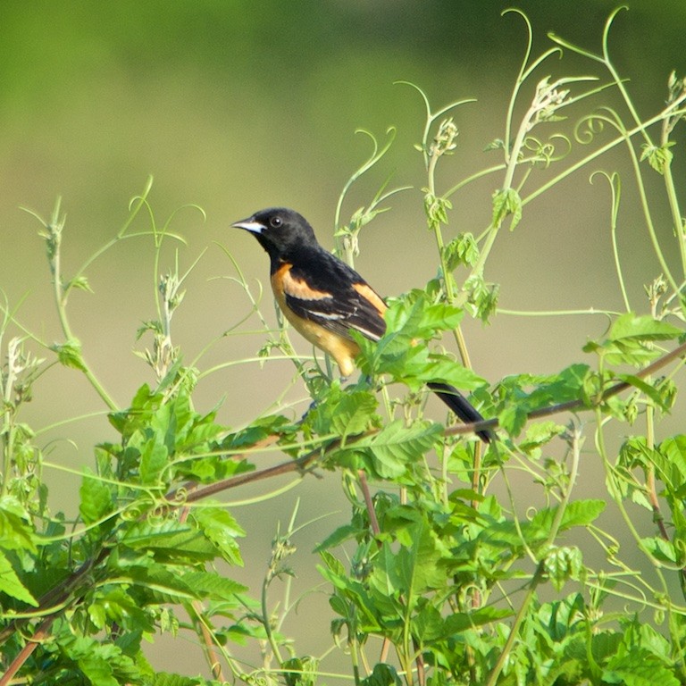 Orchard Oriole (Fuertes's) - ML100293681