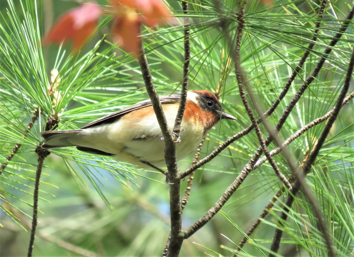 Bay-breasted Warbler - Timothy Fennell