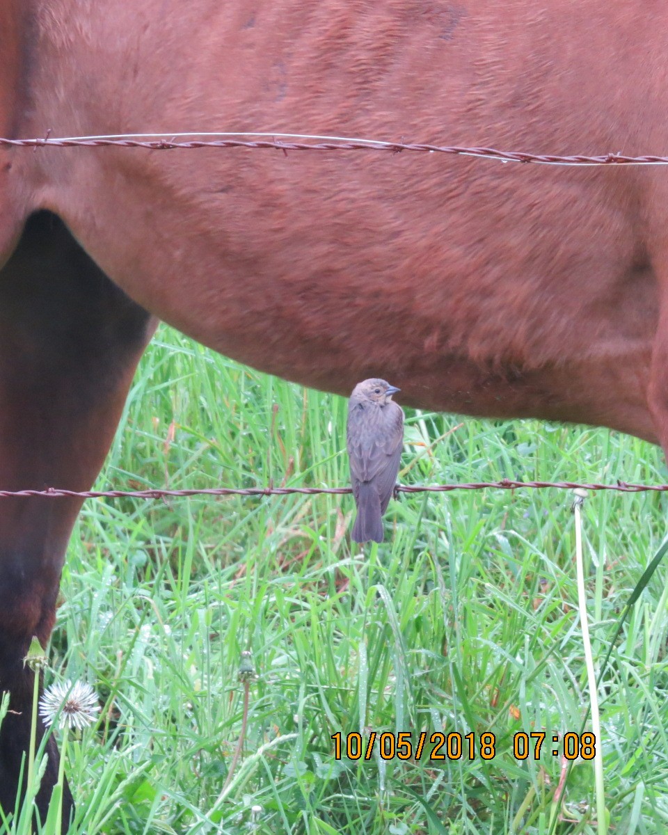 Brown-headed Cowbird - ML100301431