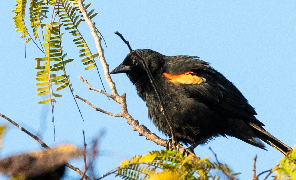 Red-shouldered Blackbird - Mel Senac