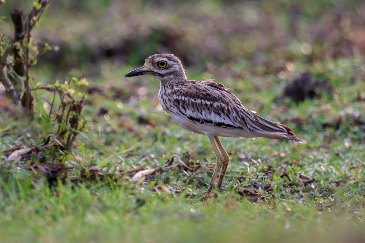 Indian Thick-knee - ML100313571