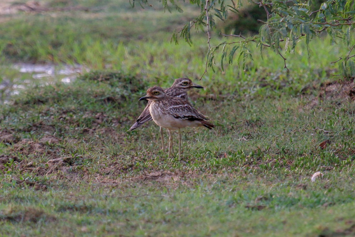 Indian Thick-knee - ML100313681