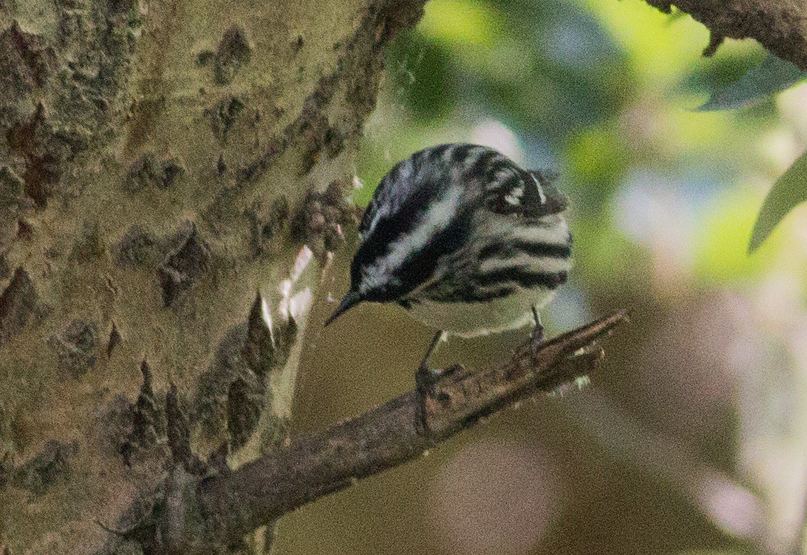 Black-and-white Warbler - Cameron Cox