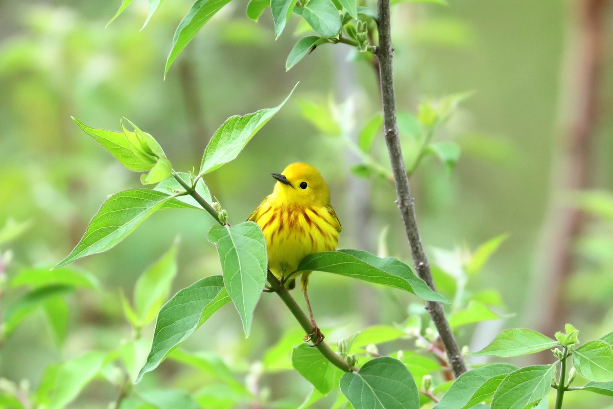 Yellow Warbler - Bill  Buckingham