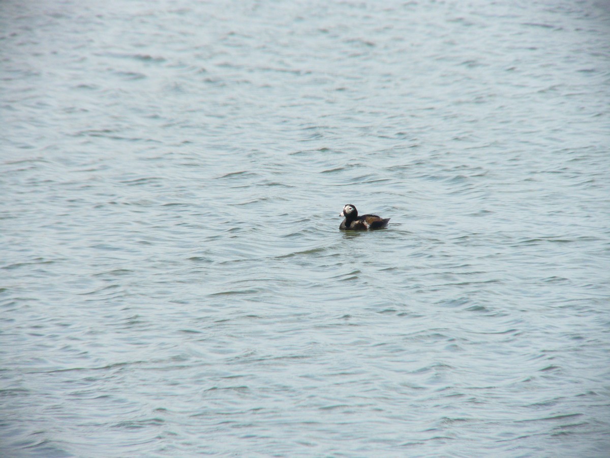 Long-tailed Duck - ML100315661