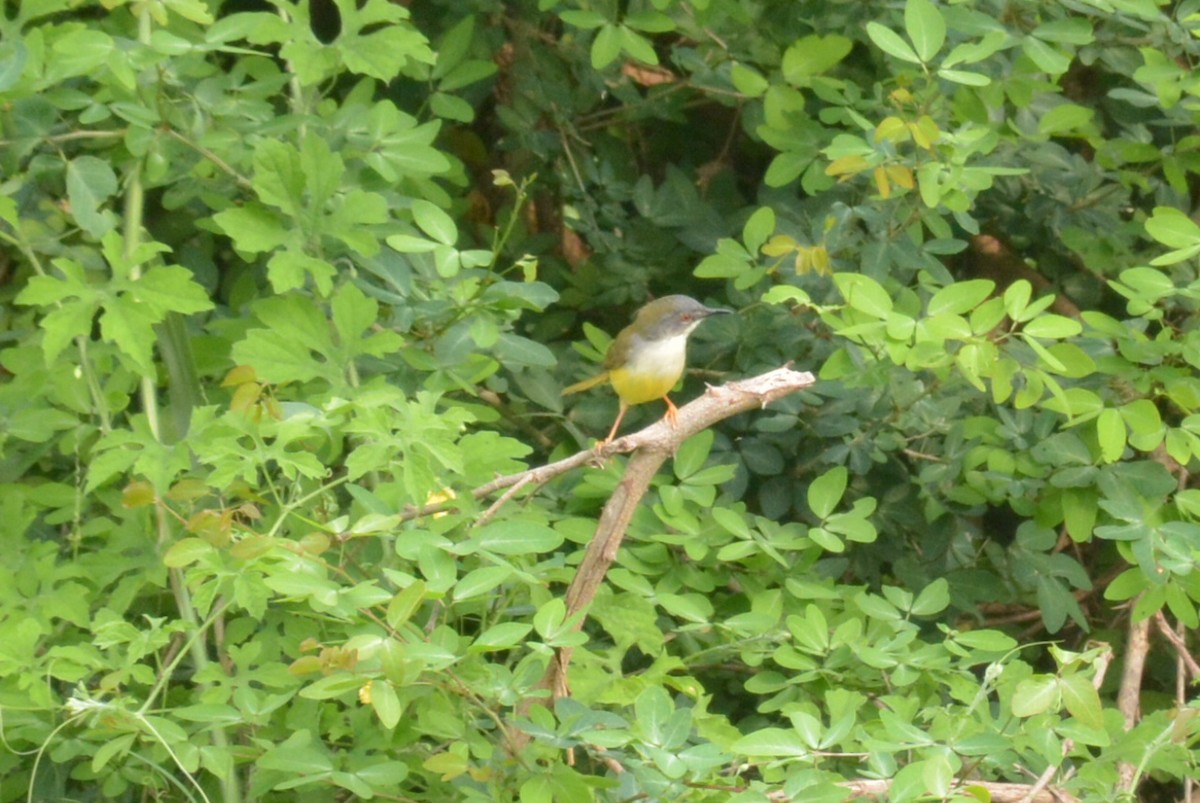 Yellow-bellied Prinia - Vatcharavee Sriprasertsil