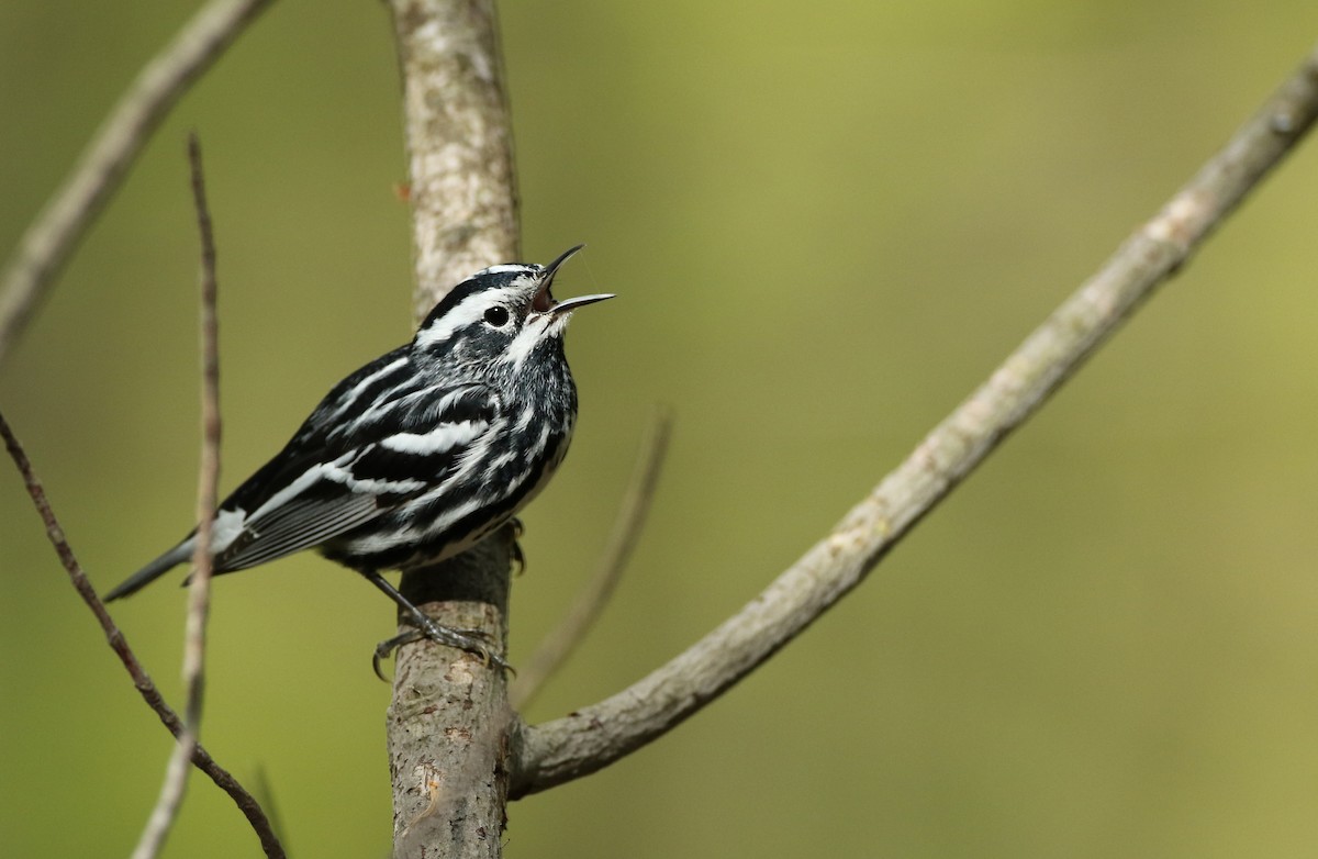 Black-and-white Warbler - ML100325451