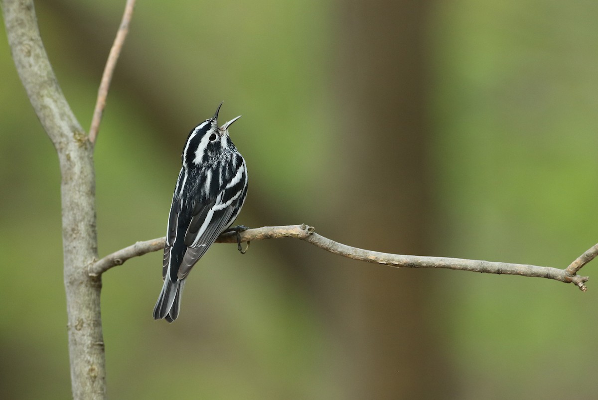 Black-and-white Warbler - ML100325521
