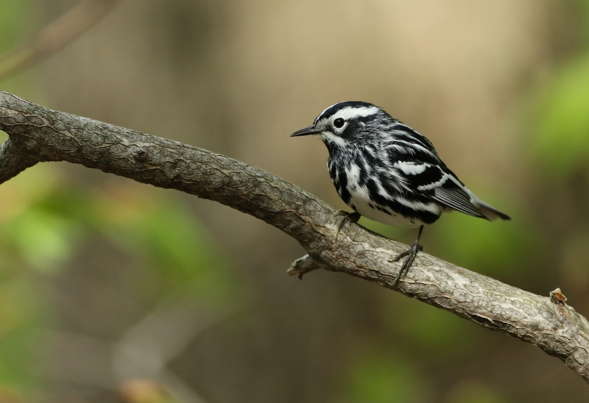 Black-and-white Warbler - ML100325561
