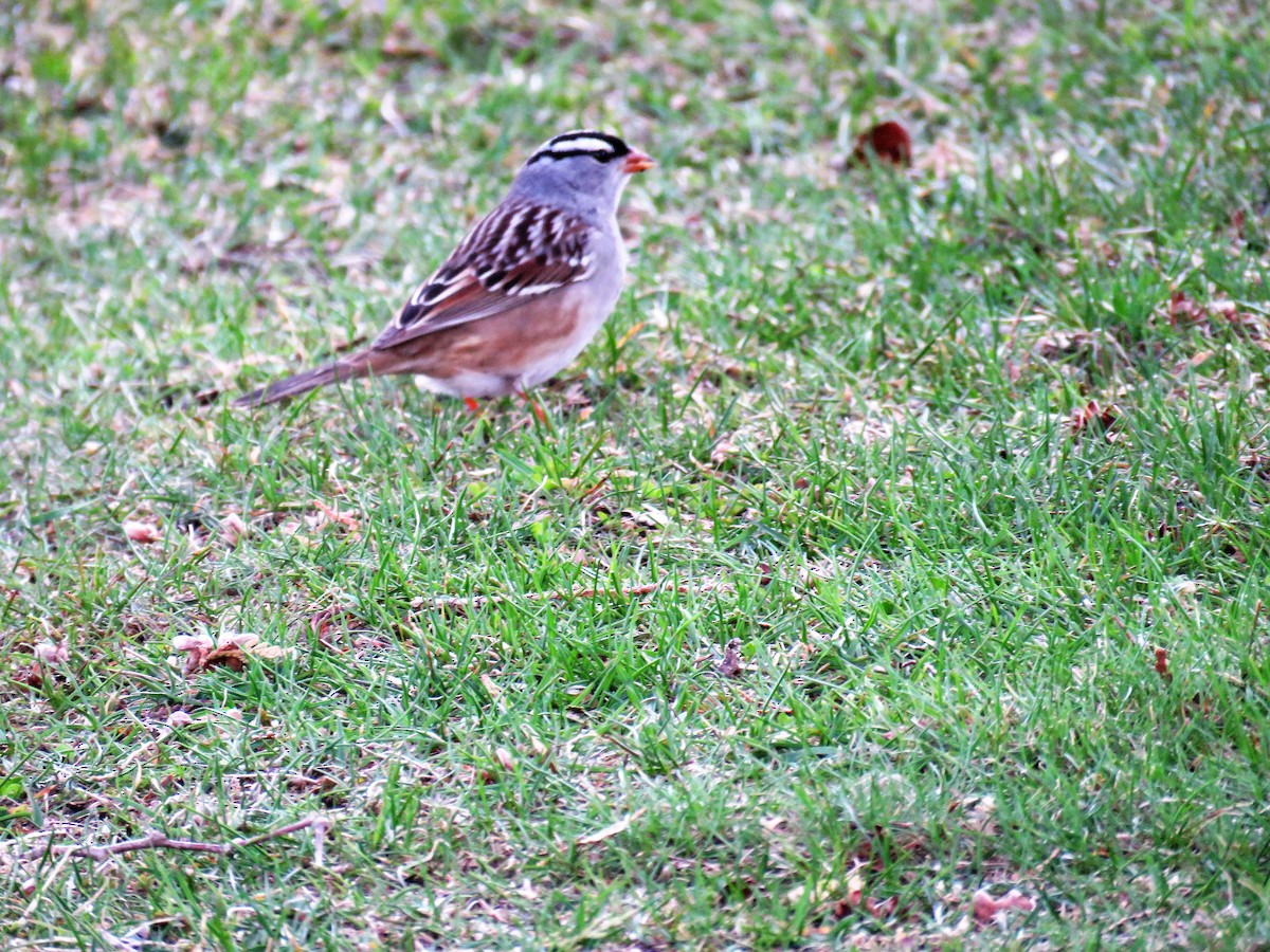 White-crowned Sparrow - ML100326071