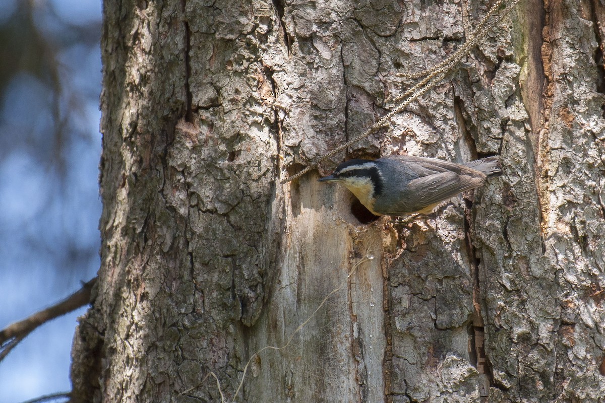 Red-breasted Nuthatch - ML100328301