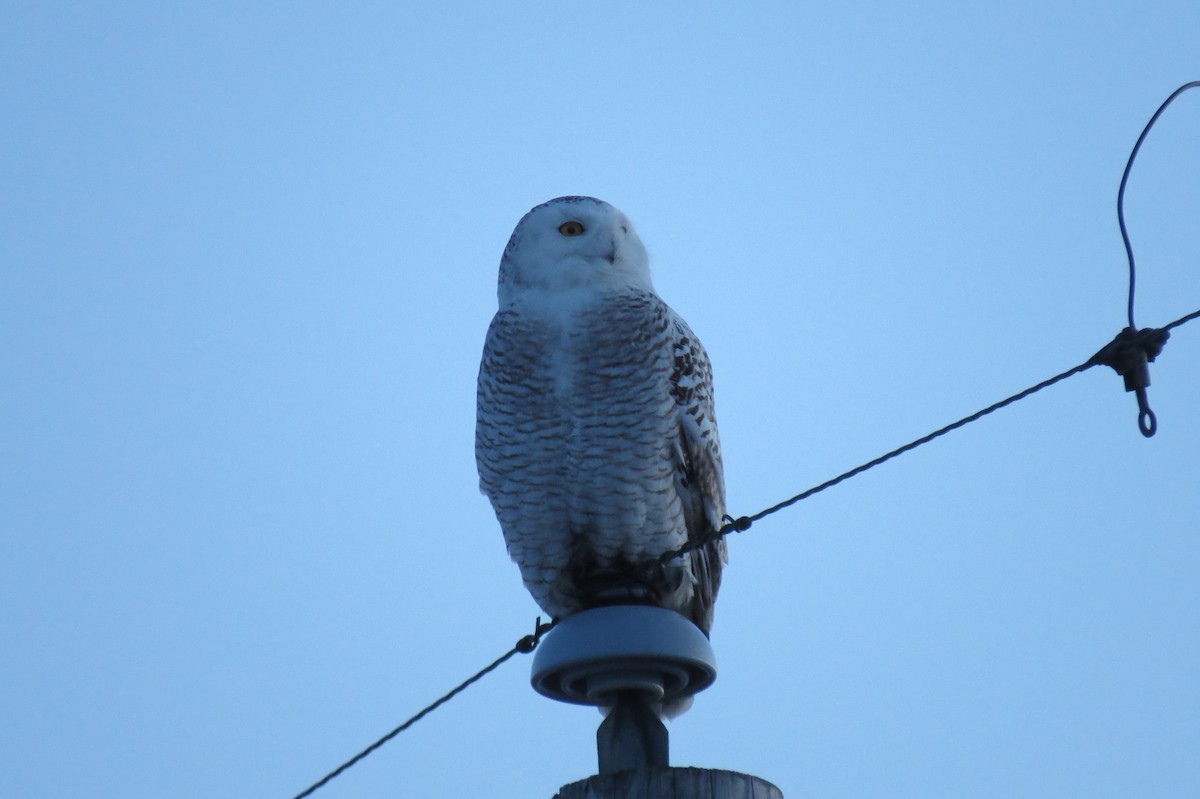 Snowy Owl - ML100328481