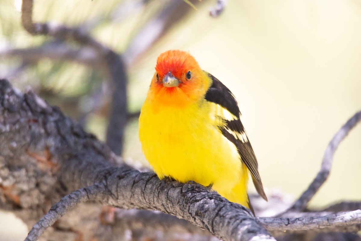 Western Tanager - Aidan Goldie