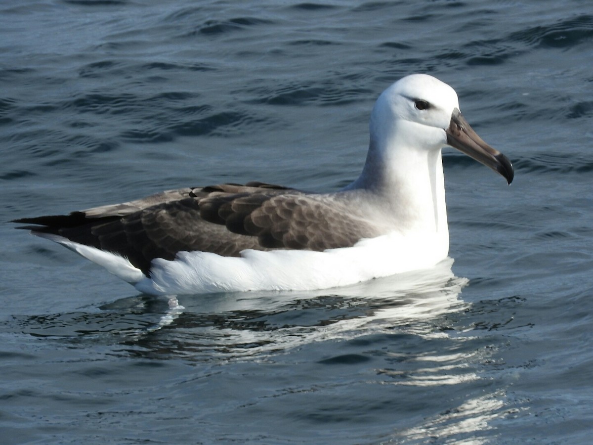 Black-browed Albatross - Enrique Chiurla