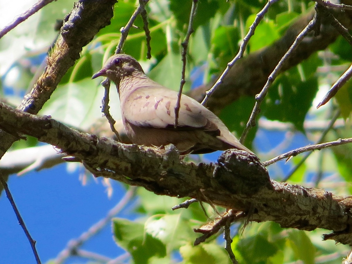 Common Ground Dove - Bill Lisowsky