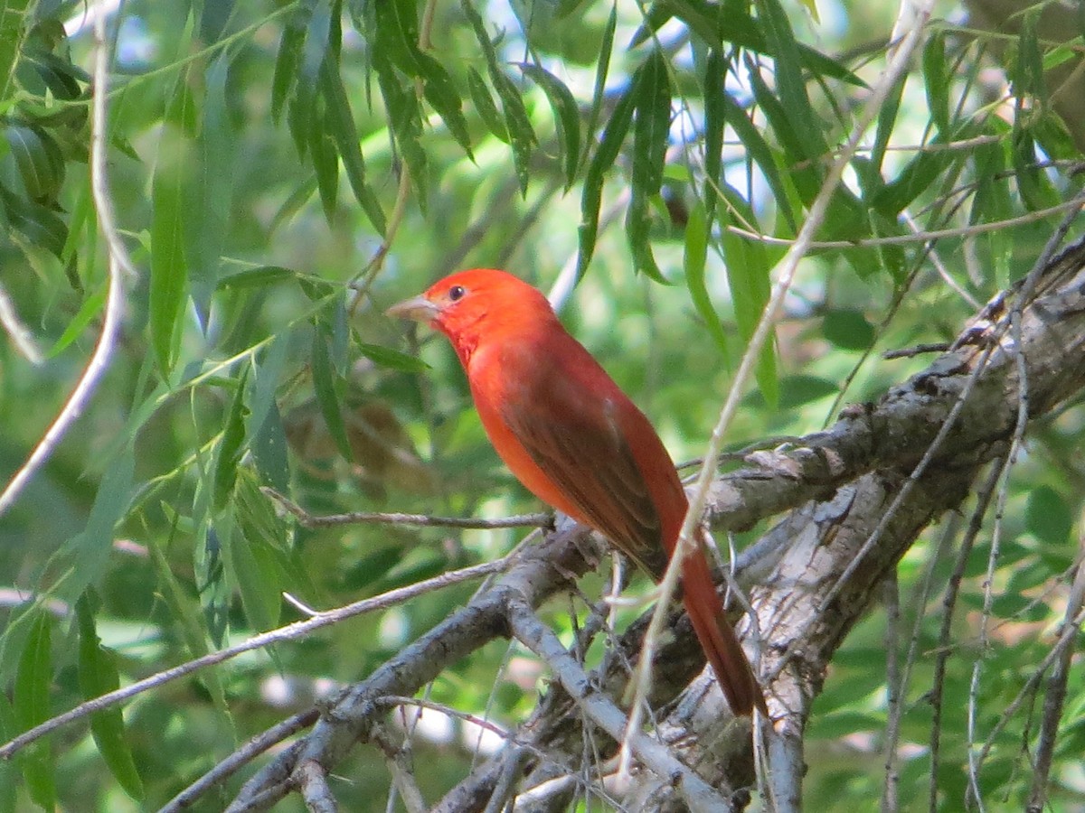 Summer Tanager - Bill Lisowsky
