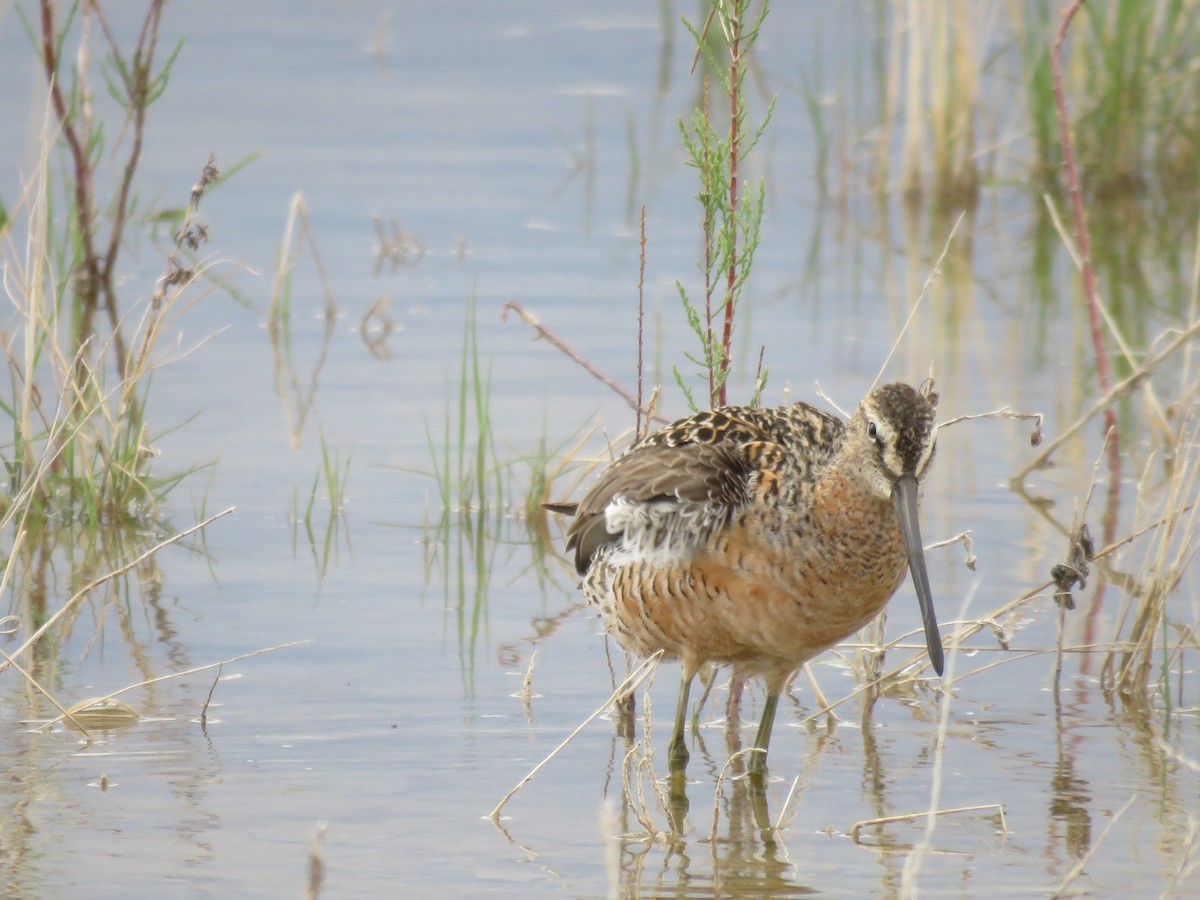 Long-billed Dowitcher - ML100336411