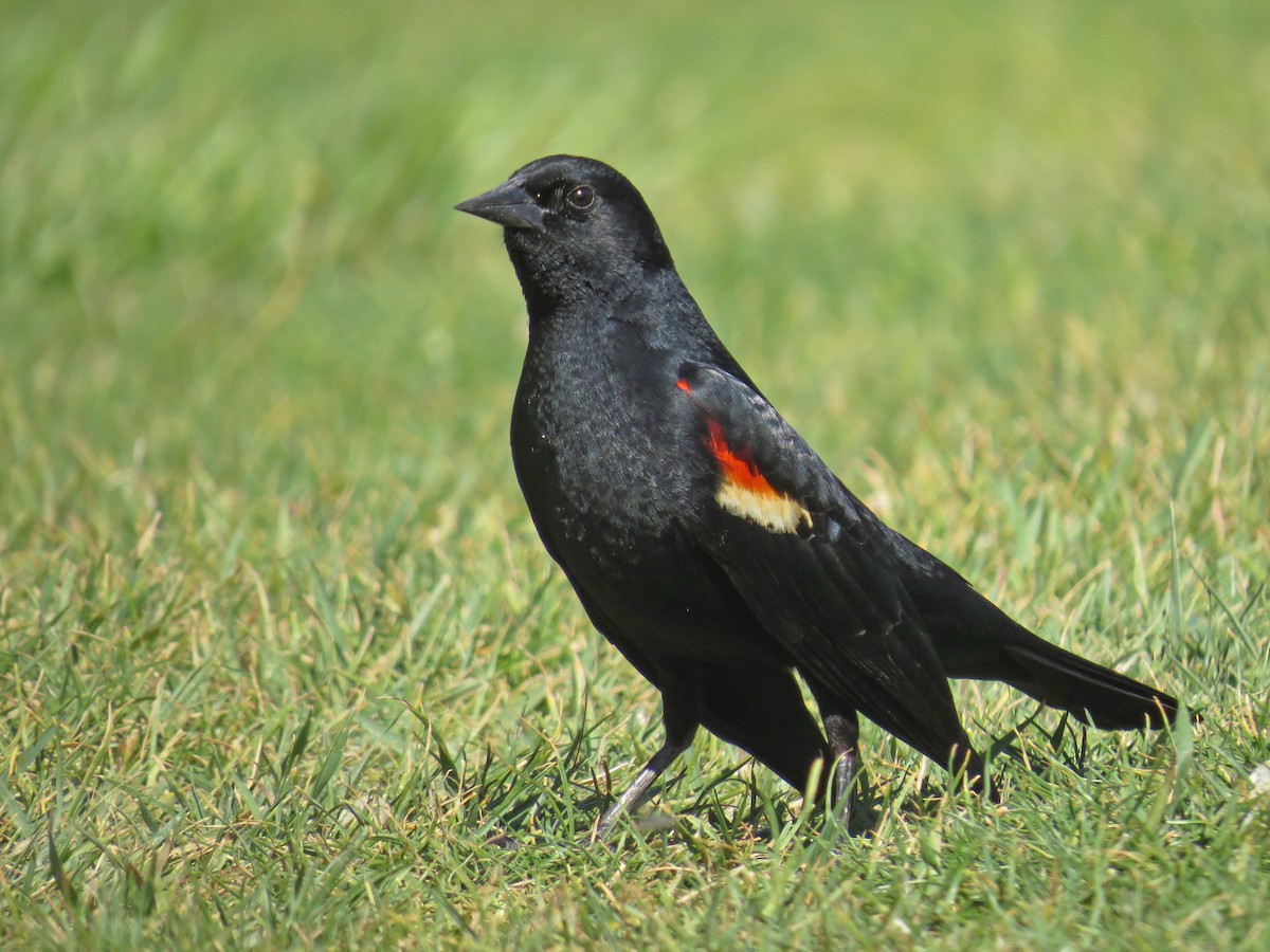 Red-winged Blackbird - Ian Hearn