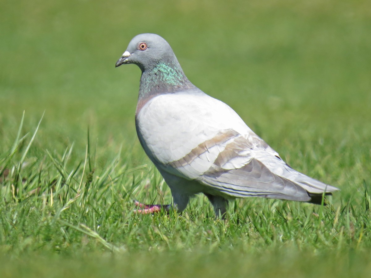 Rock Pigeon (Feral Pigeon) - ML100336651