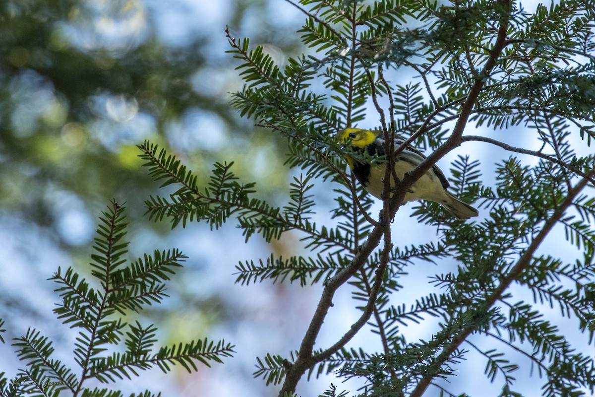 Black-throated Green Warbler - Lucie Gendron