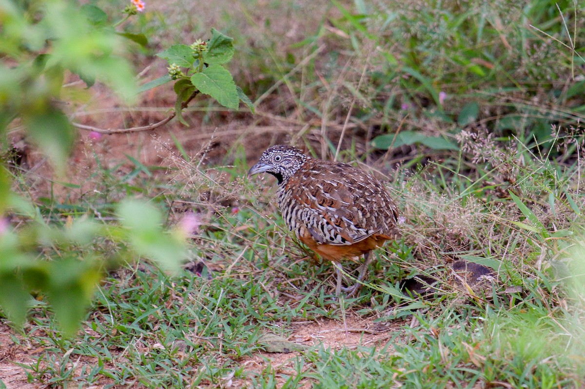 Barred Buttonquail - Tommy Pedersen