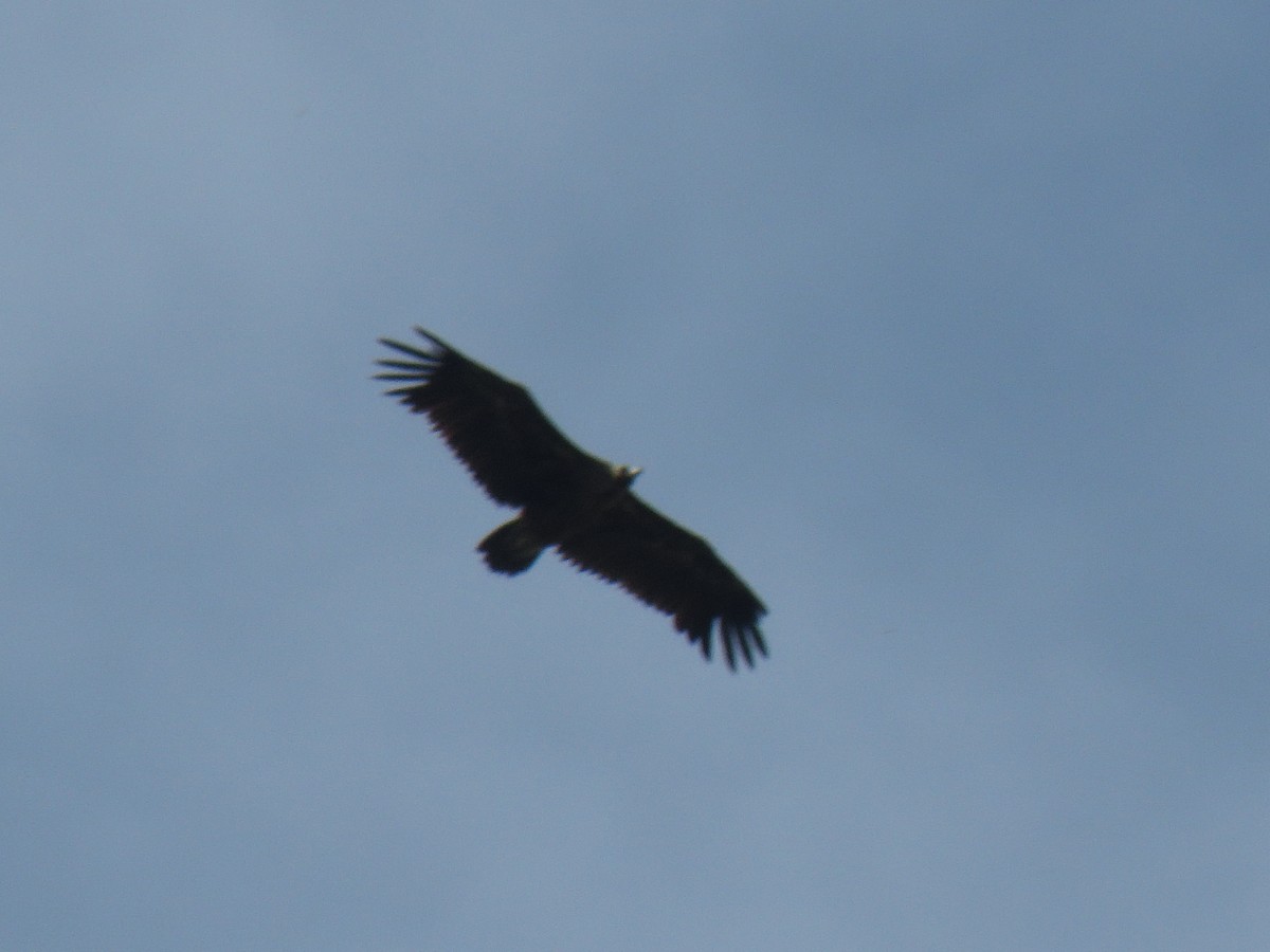 Cinereous Vulture - ML100342181