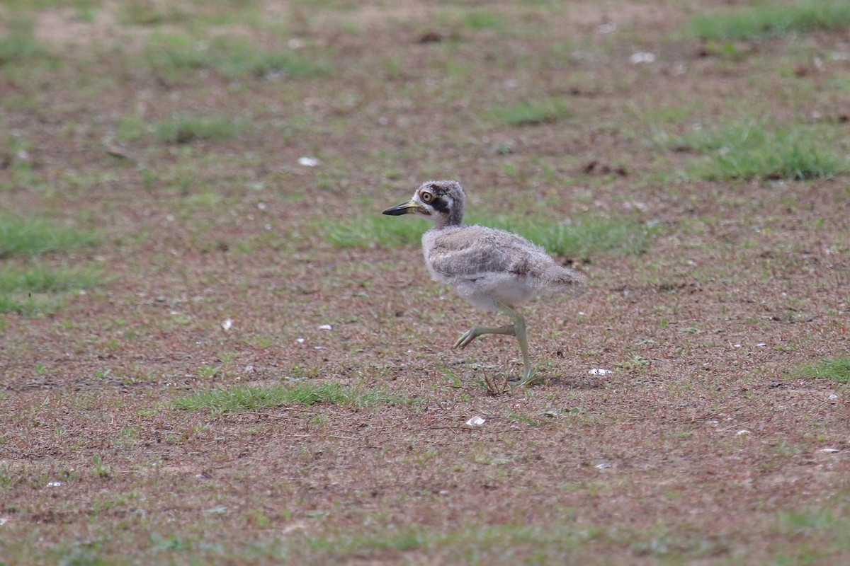 Great Thick-knee - Tommy Pedersen