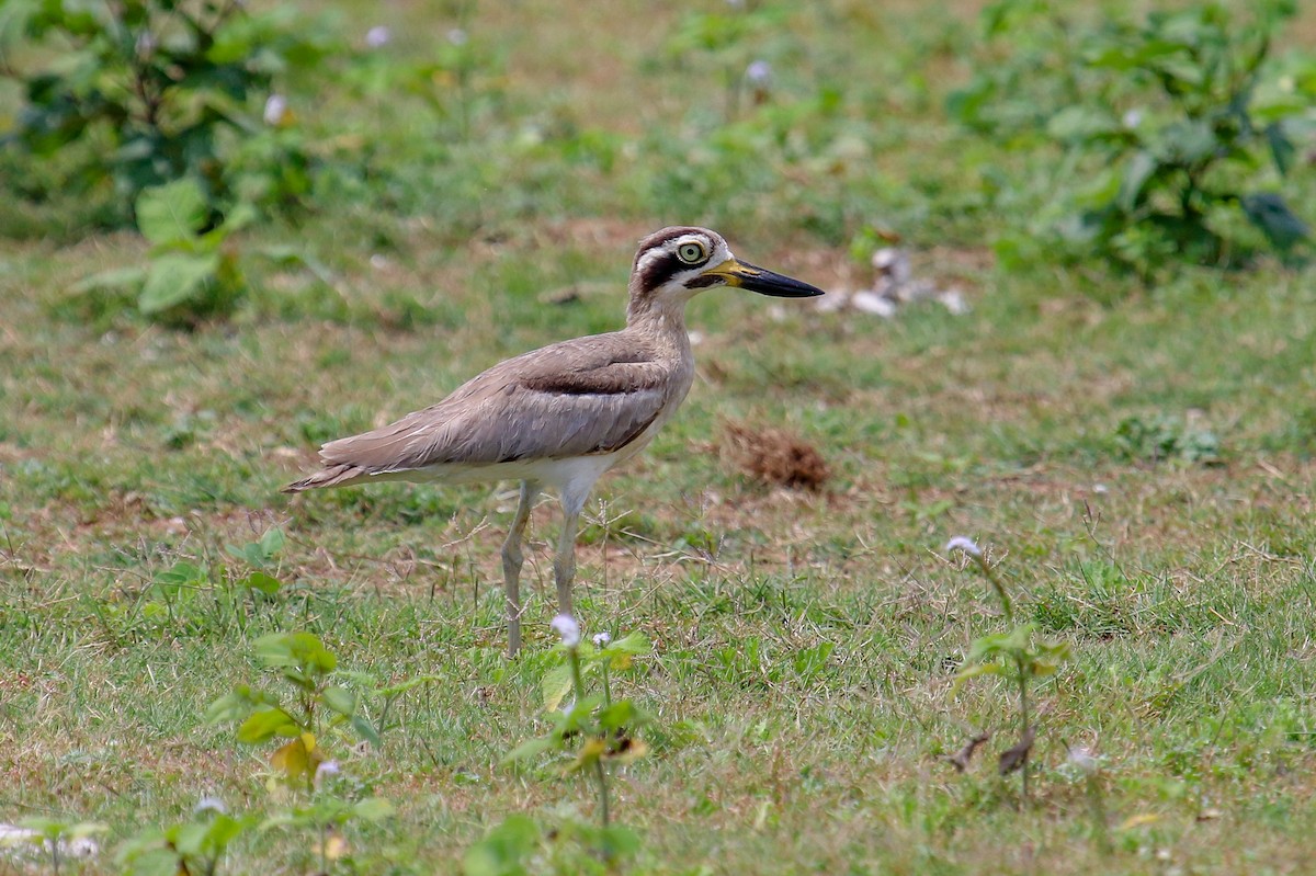 Great Thick-knee - ML100342651