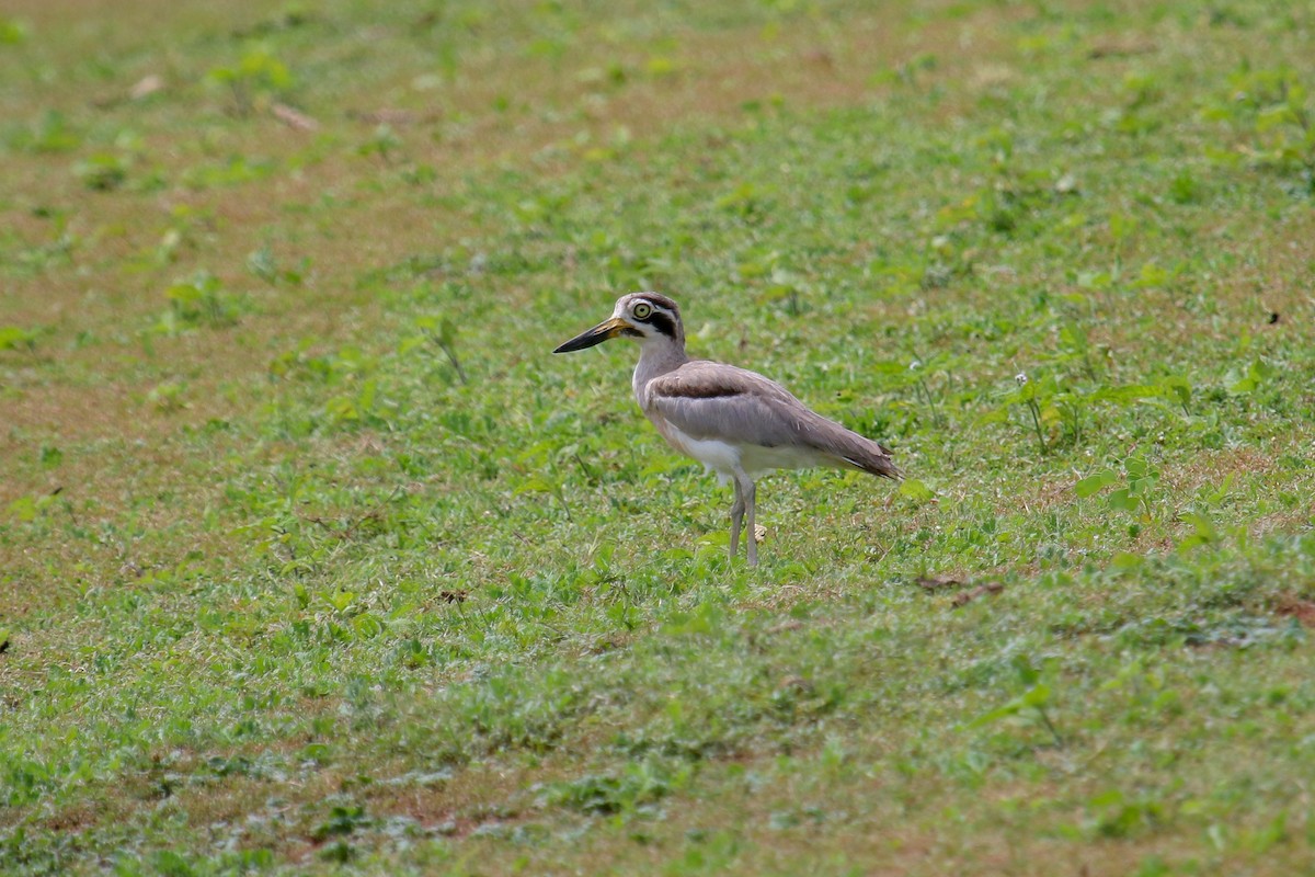 Great Thick-knee - ML100342831