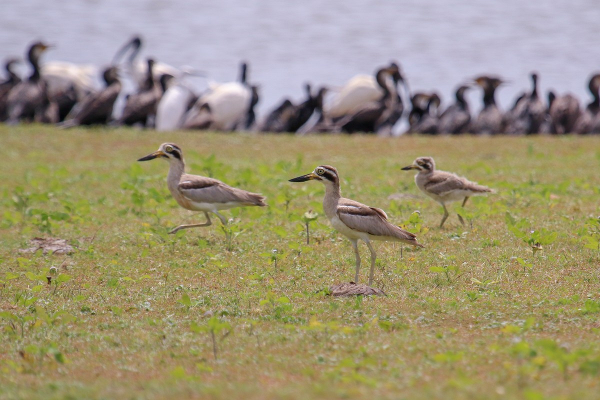 Great Thick-knee - ML100342871