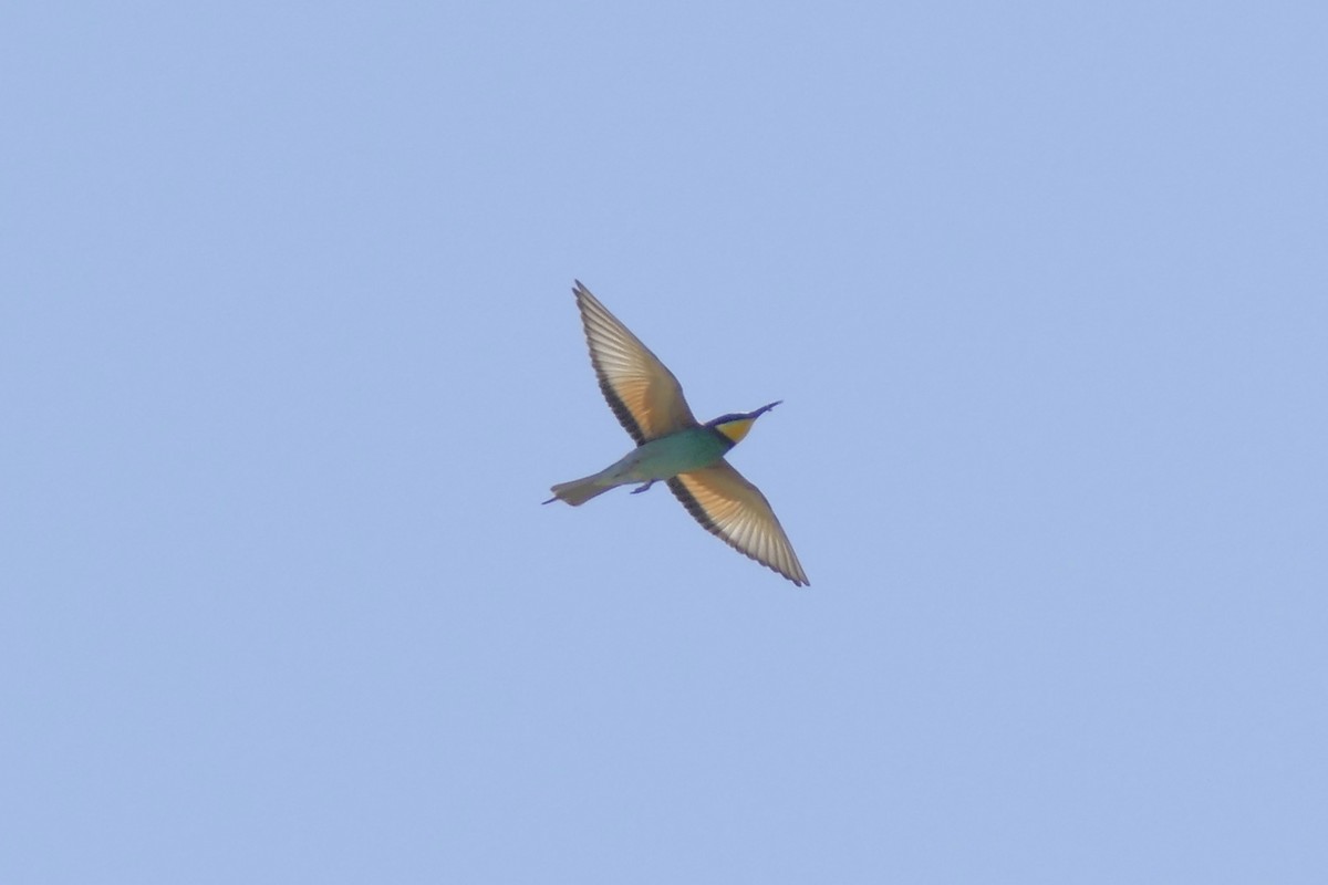 European Bee-eater - Peter Kaestner