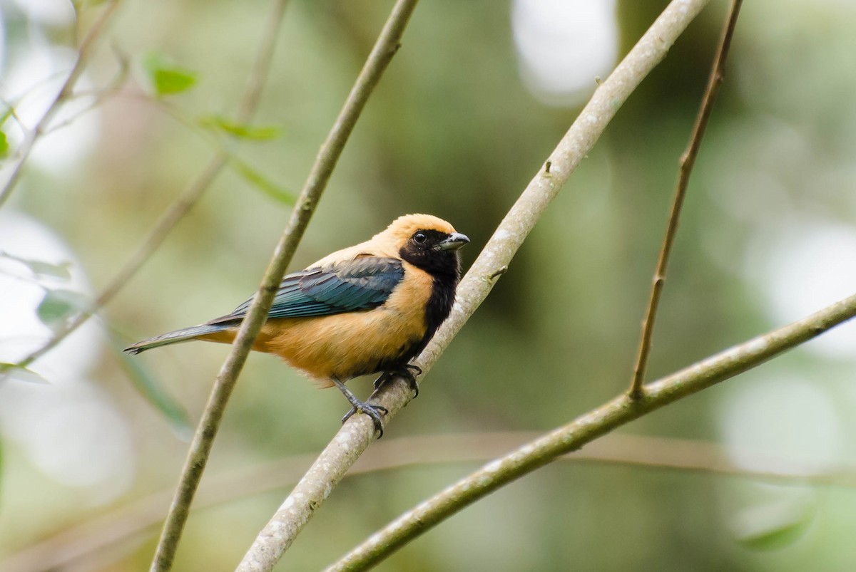 Burnished-buff Tanager - ML100344311