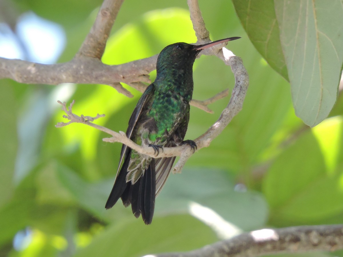 kolibřík safírovohrdlý - ML100344701