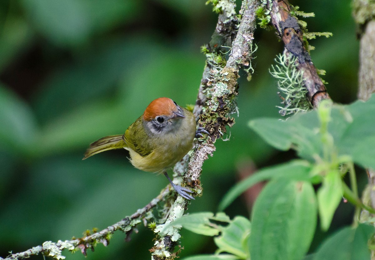 Rufous-crowned Greenlet - Marcos Eugênio Birding Guide