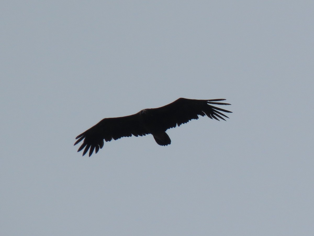 Cinereous Vulture - ML100344871