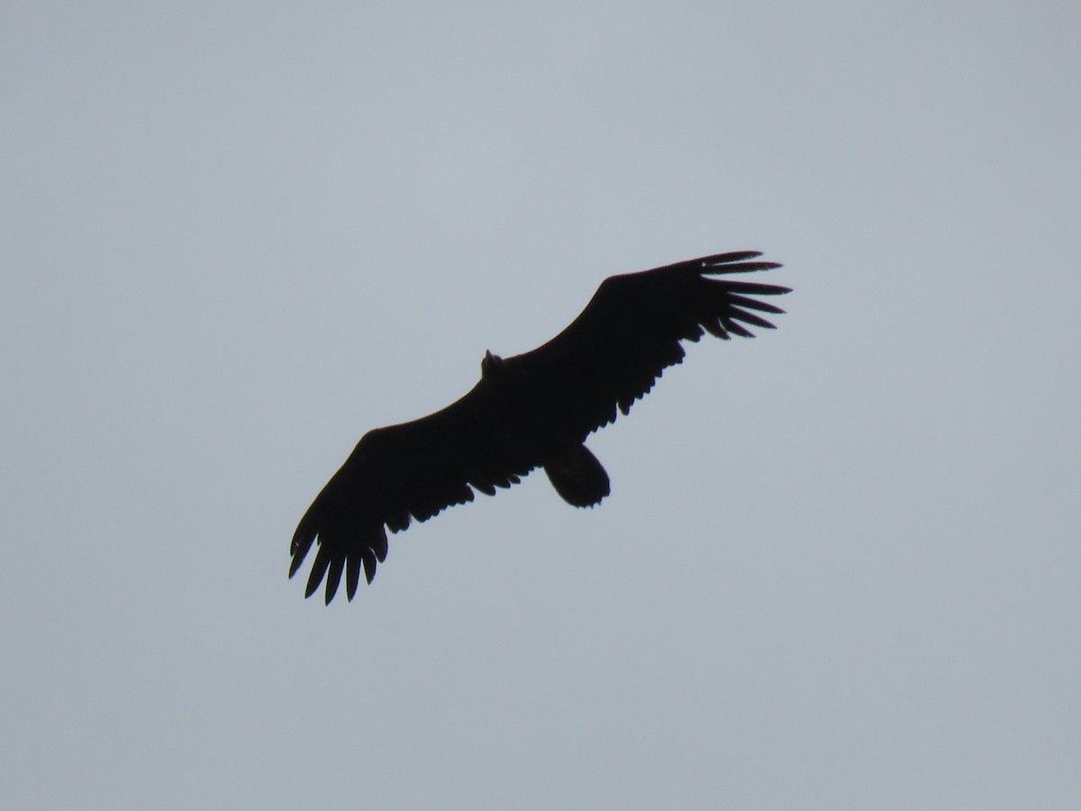 Cinereous Vulture - ML100344891