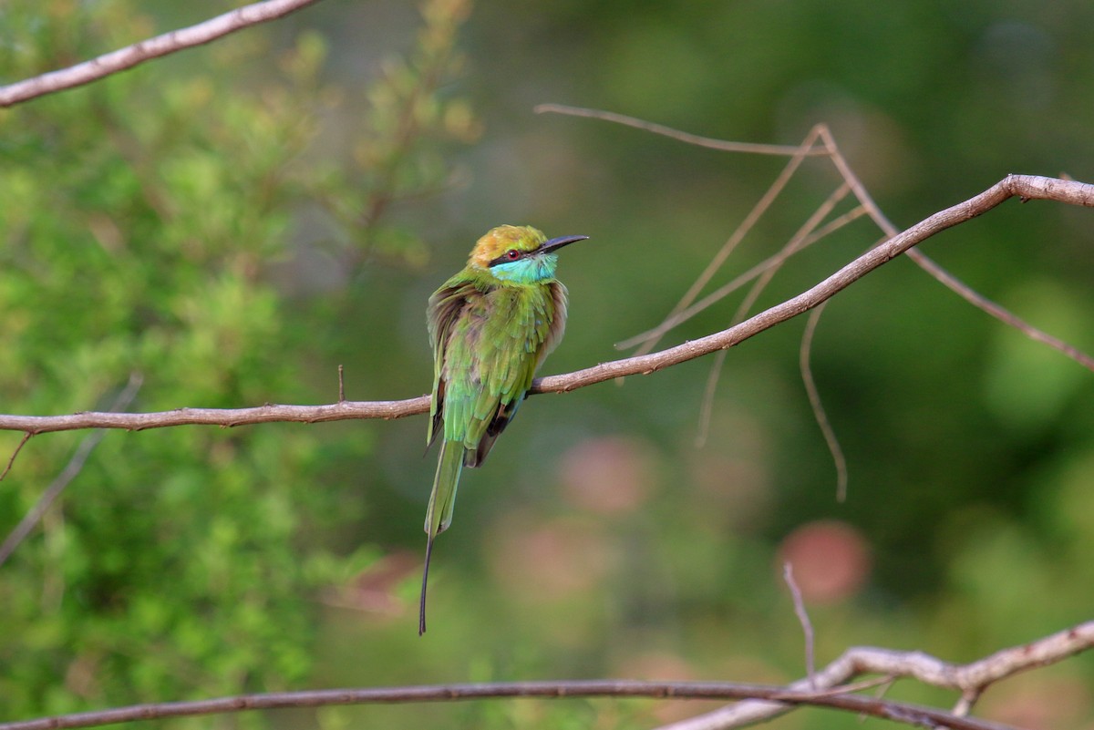 Asian Green Bee-eater - Tommy Pedersen