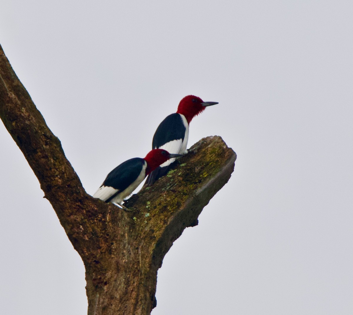 Red-headed Woodpecker - Richard Skevington
