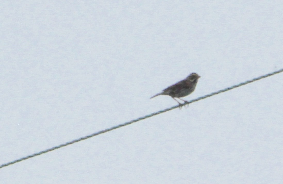 Savannah Sparrow - ML100351271