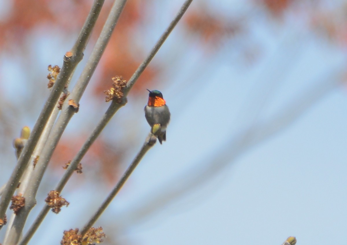 Ruby-throated Hummingbird - Richard Garrigus